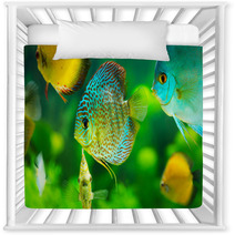 Tropical Fishes Nursery Decor 57644150