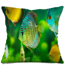 Tropical Fishes Pillows 57644150