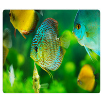 Tropical Fishes Rugs 57644150