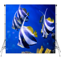 Tropical Fishes Swim Near Coral Reef. Selective Focus Backdrops 69578196