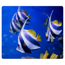 Tropical Fishes Swim Near Coral Reef. Selective Focus Rugs 69578196