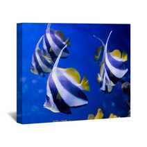 Tropical Fishes Swim Near Coral Reef. Selective Focus Wall Art 69578196