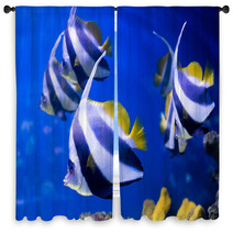 Tropical Fishes Swim Near Coral Reef. Selective Focus Window Curtains 69578196