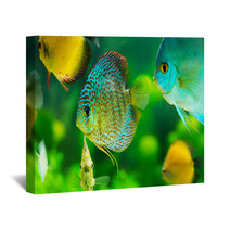 Tropical Fishes Wall Art 57644150