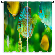 Tropical Fishes Window Curtains 57644150