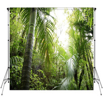 Tropical Forest Backdrops 6824575