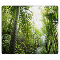 Tropical Forest Rugs 6824575