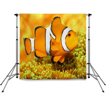 Tropical Reef Fish - Clownfish (Amphiprion Ocellaris). Backdrops 48863135