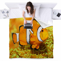 Tropical Reef Fish - Clownfish (Amphiprion Ocellaris). Blankets 48863135