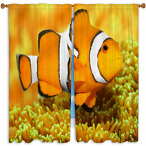 Tropical Reef Fish - Clownfish (Amphiprion Ocellaris). Window Curtains 48863135