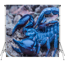 Tropical Scorpion In Thailand Backdrops 91037879