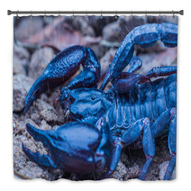 Tropical Scorpion In Thailand Bath Decor 91037879
