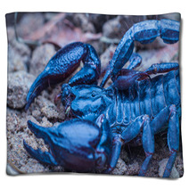 Tropical Scorpion In Thailand Blankets 91037879