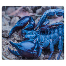 Tropical Scorpion In Thailand Rugs 91037879