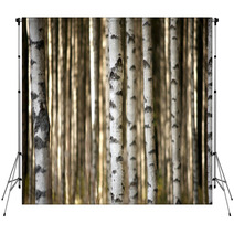 Trunks Of Birch Trees Backdrops 56871841