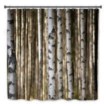 Trunks Of Birch Trees Bath Decor 56871841