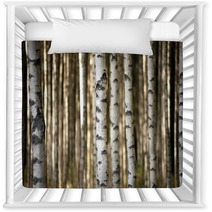 Trunks Of Birch Trees Nursery Decor 56871841