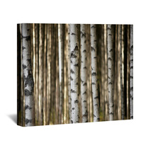 Trunks Of Birch Trees Wall Art 56871841