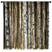 Trunks Of Birch Trees Window Curtains 56871841