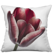 Tulip Pillows 38136971