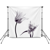 Tulip  Silhouettes On White Backdrops 50174796