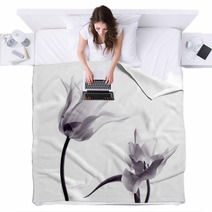 Tulip  Silhouettes On White Blankets 50174796