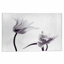 Tulip  Silhouettes On White Rugs 50174796