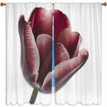 Tulip Window Curtains 38136971