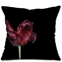 Tulpe Pillows 29015357