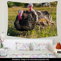 Turkeys Wall Art 68997601