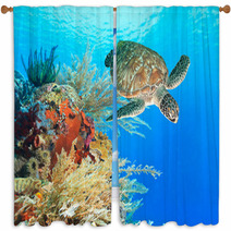Turtle And Coral Window Curtains 46969332