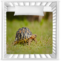 Turtle Nursery Decor 55542394