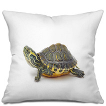 Turtle Pillows 42546804