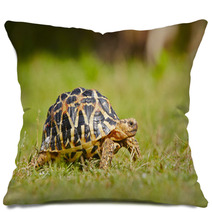 Turtle Pillows 55542394