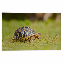 Turtle Rugs 55542394