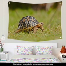 Turtle Wall Art 55542394