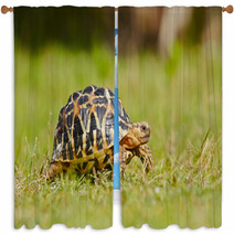 Turtle Window Curtains 55542394