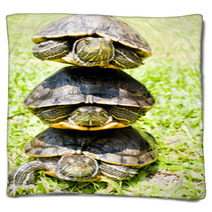 Turtles Blankets 67673777