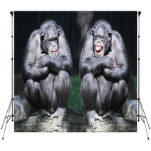 Two Chimpanzees Have A Fun. Backdrops 54017933