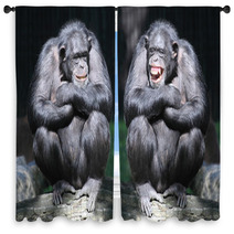 Two Chimpanzees Have A Fun. Window Curtains 54017933