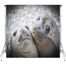 Two Elephant Seals Backdrops 93910778