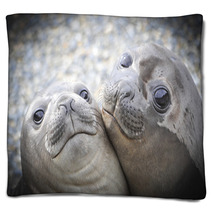Two Elephant Seals Blankets 93910778