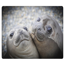 Two Elephant Seals Rugs 93910778