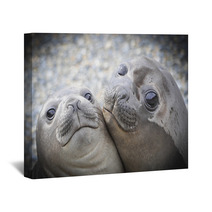 Two Elephant Seals Wall Art 93910778
