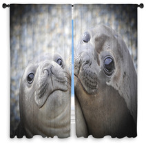 Two Elephant Seals Window Curtains 93910778