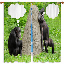 Two Funny Chimpanzees With Speech Bubles. Window Curtains 54310090