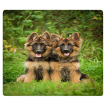 Two German Shepherd Puppies Rugs 58843926