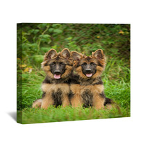 Two German Shepherd Puppies Wall Art 58843926