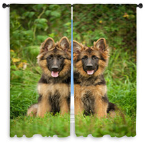 Two German Shepherd Puppies Window Curtains 58843926