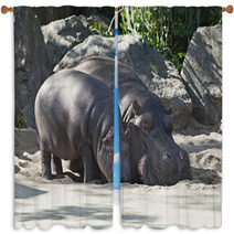 Two Hippos, Mother And Child Window Curtains 64214462
